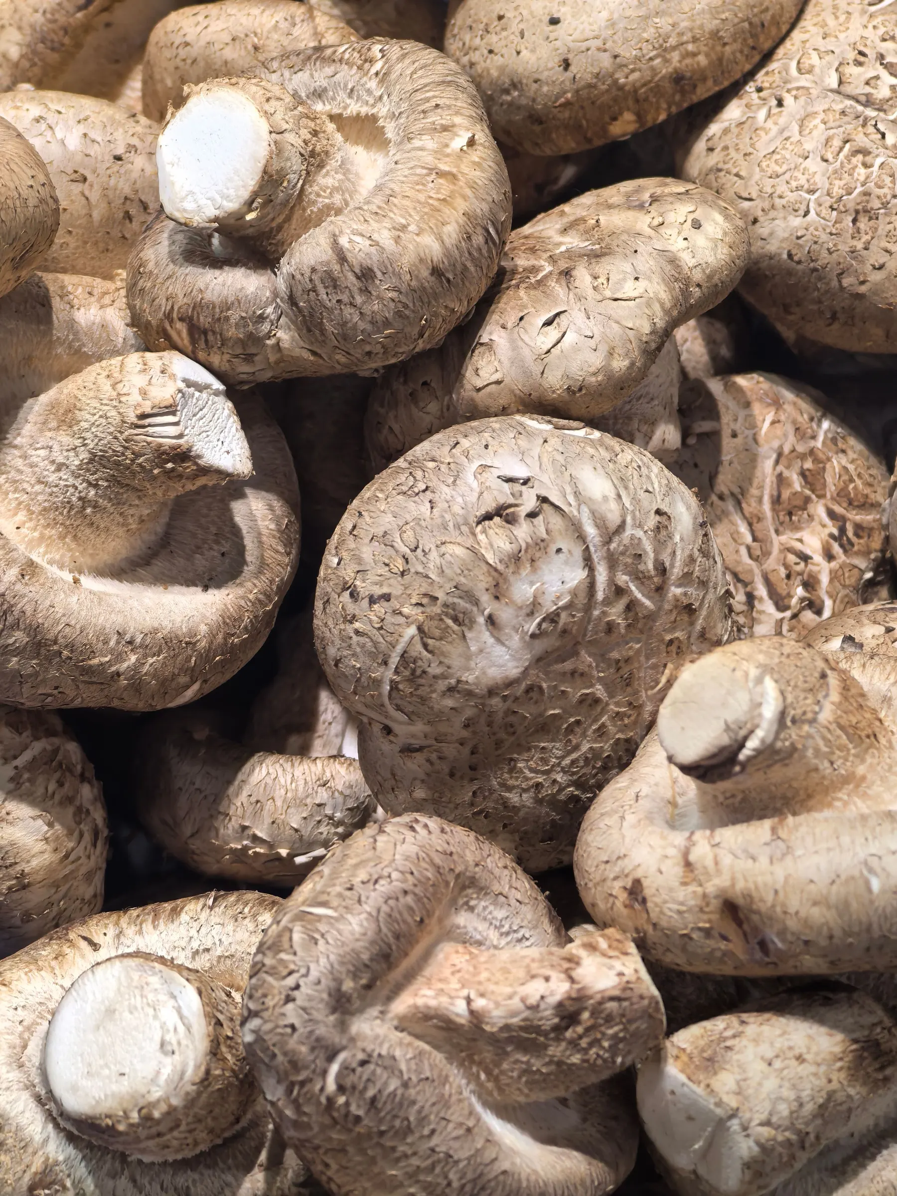 Frische Shiitake-Pilze in Nahaufnahme